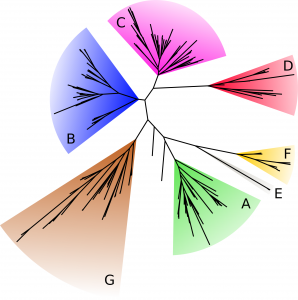 ABC_phylogenetic_tree